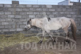 “Даатгал” хээрийн төл цахиур хагалах уу?