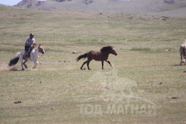 Монгол бардамнал