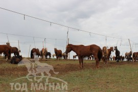 Тод манлай Д.Ононгийн уяагаар