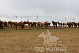 Тод манлай Д.Ононгийн уяагаар