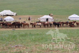 Тод манлай Д.Ононгийн уяагаар