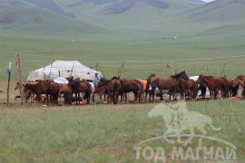 Тод манлай Д.Ононгийн уяагаар