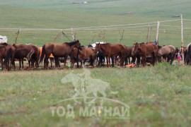 Тод манлай Д.Ононгийн уяагаар